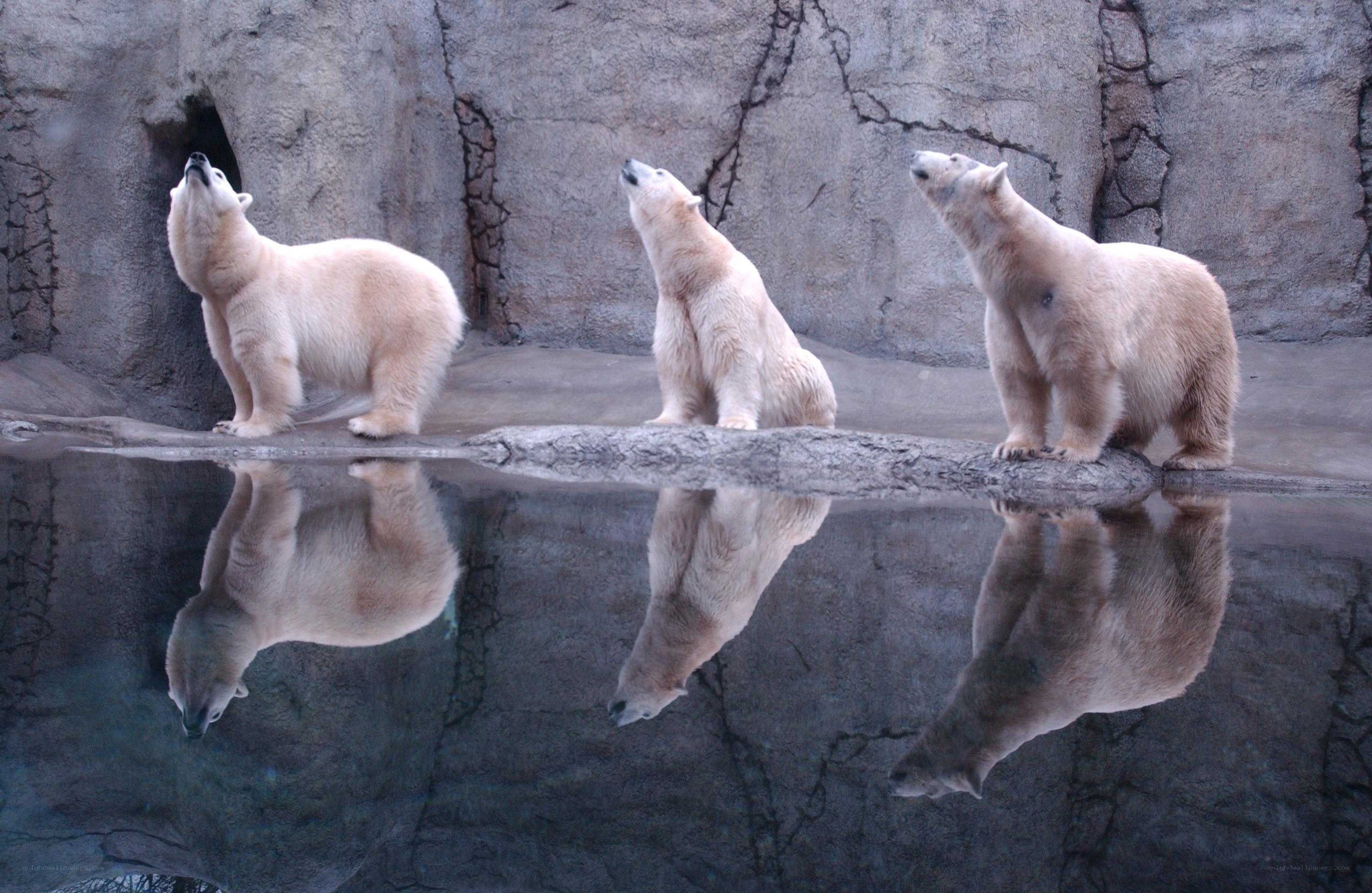 Three polar bears in enclosure