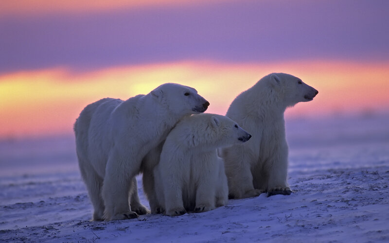 Three Polar Bears — Purple