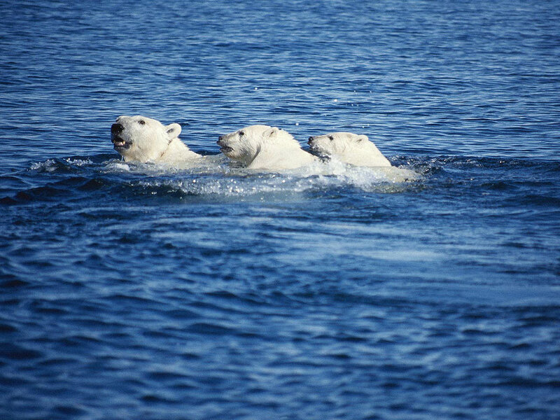 Three Polar Bears Swimming