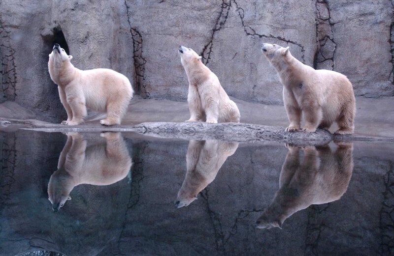 Three Polar Bears — White