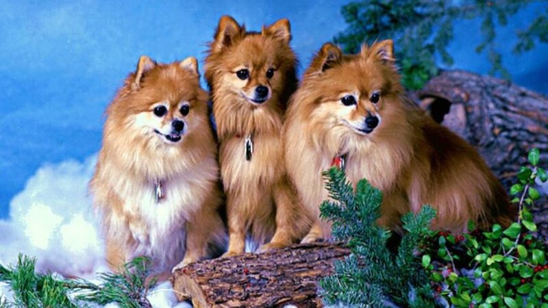 Three Pomeranian Dogs — Blue
