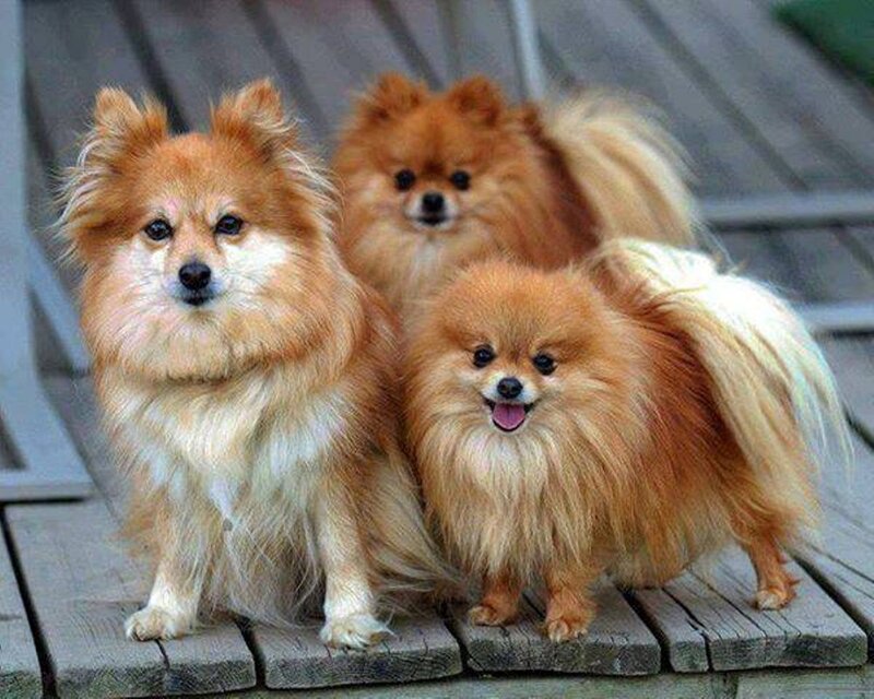 Three Pomeranian Dogs — Brown, Calm