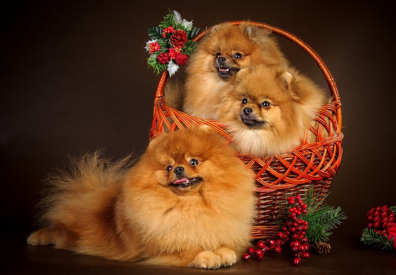Three Pomeranian Dogs — Brown, Festive