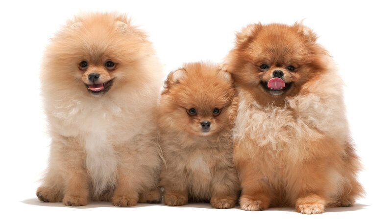Three Pomeranian Dogs — Brown, Neutral