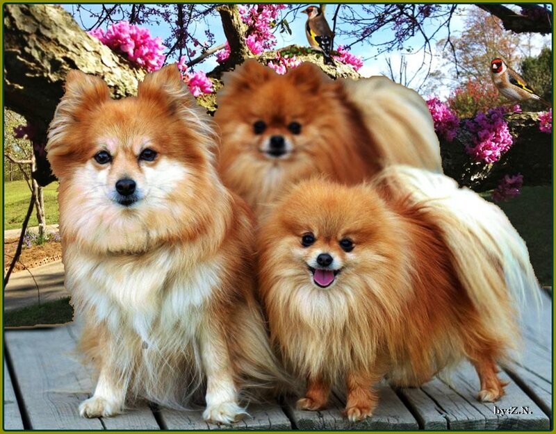 Three Pomeranian Dogs — Brown, Peaceful