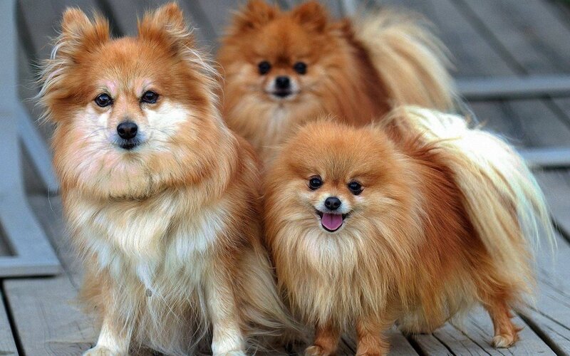 Three Pomeranian Dogs — Brown