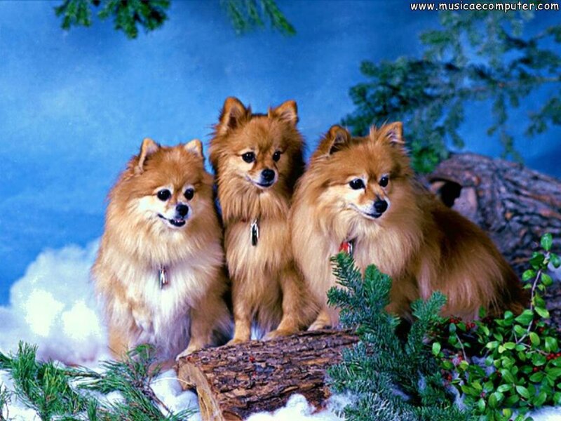 Three Pomeranian dogs in winter scene