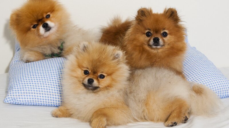 Three Pomeranian dogs on a pillow