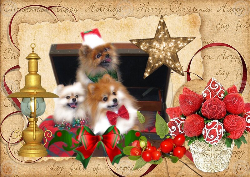 Three Pomeranian Dogs — Red