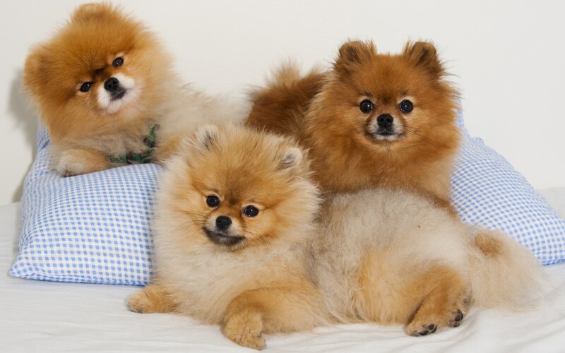 Three Pomeranian Dogs