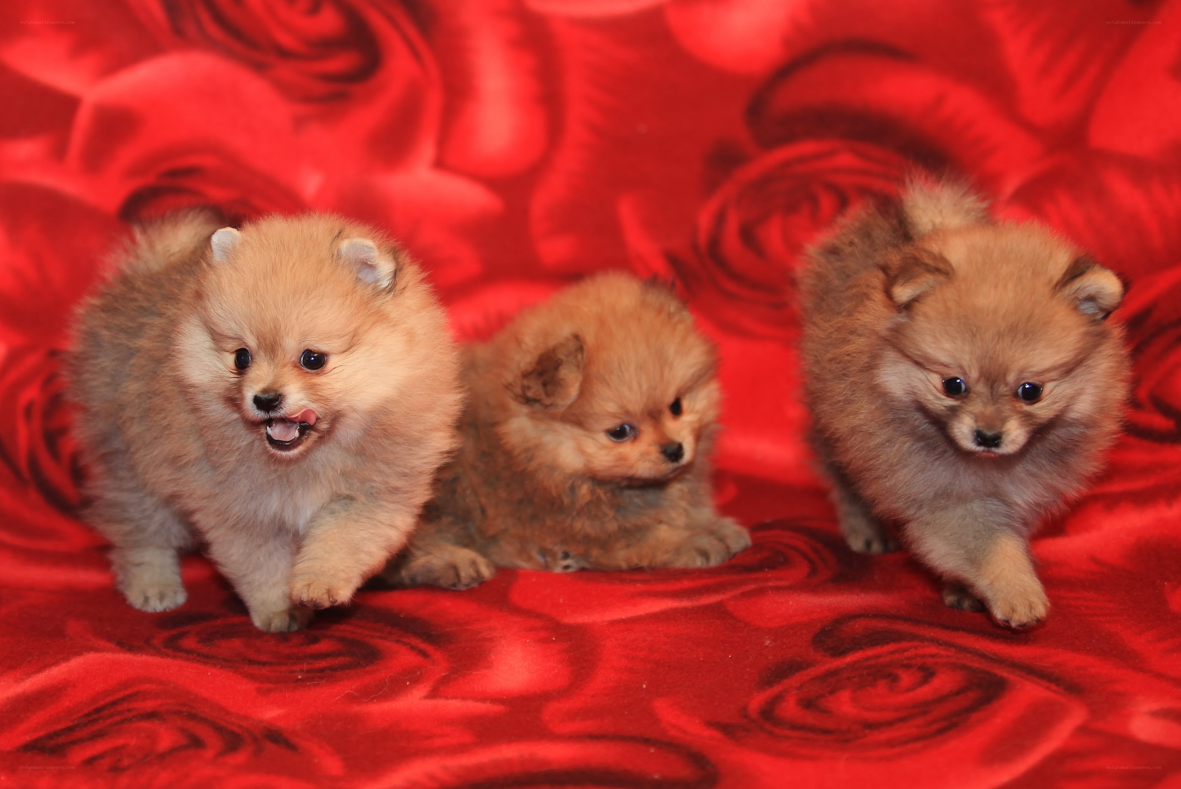 Three Pomeranian puppies on red fabric