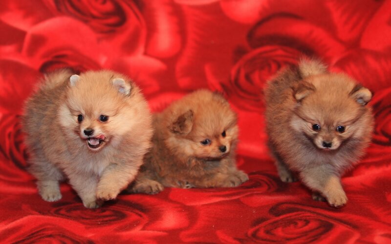 Three Pomeranian Puppies — Red