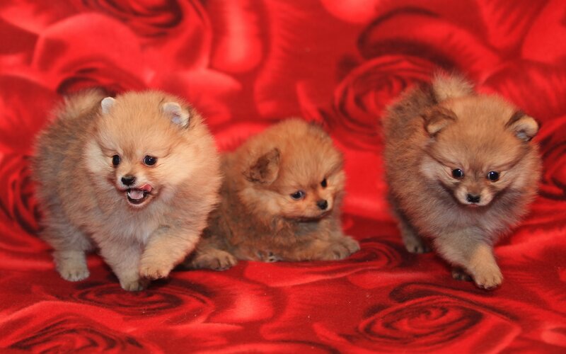 Three Pomeranian Puppies