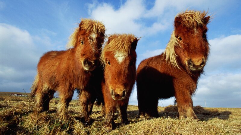 Three ponies on a hillside