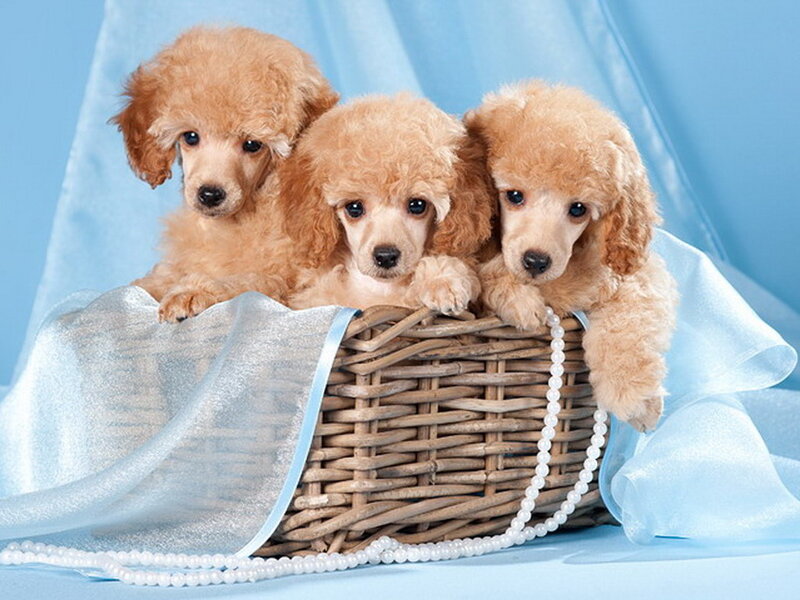 Three Poodle Puppies — Blue