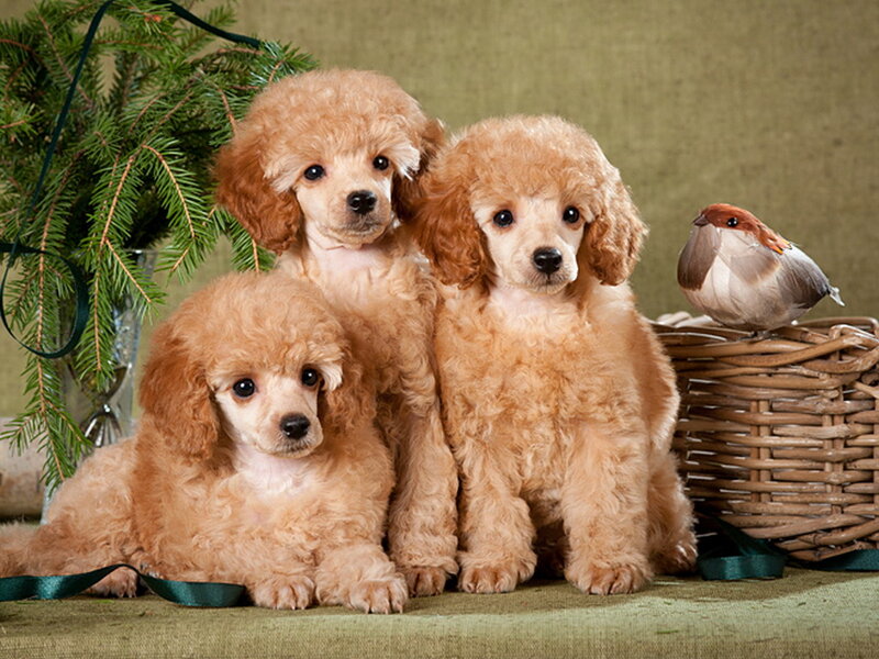 Three Poodle Puppies — Brown