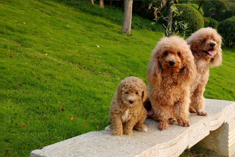 Three Poodles on Bench