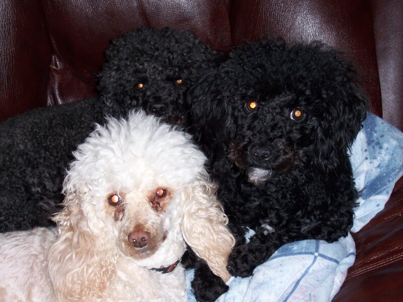 Three Poodles on Couch