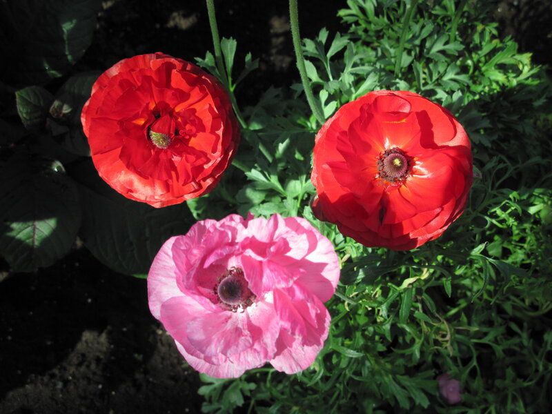 Three Poppy Flowers