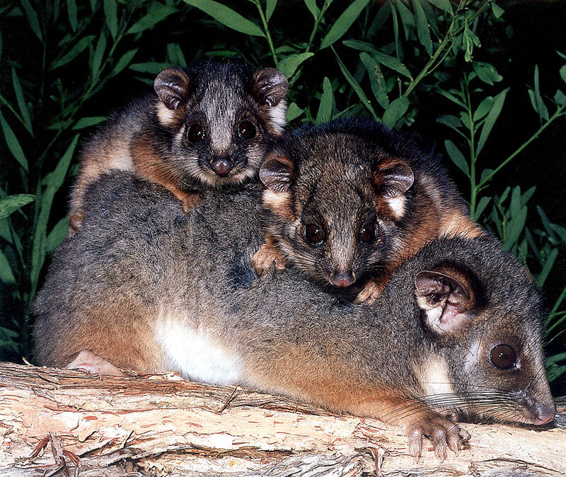 Three possums on a log
