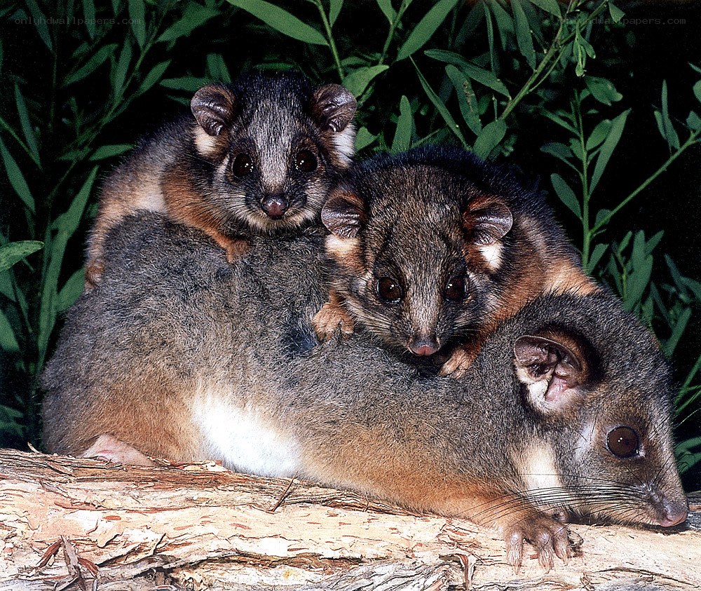 Three possums on a log