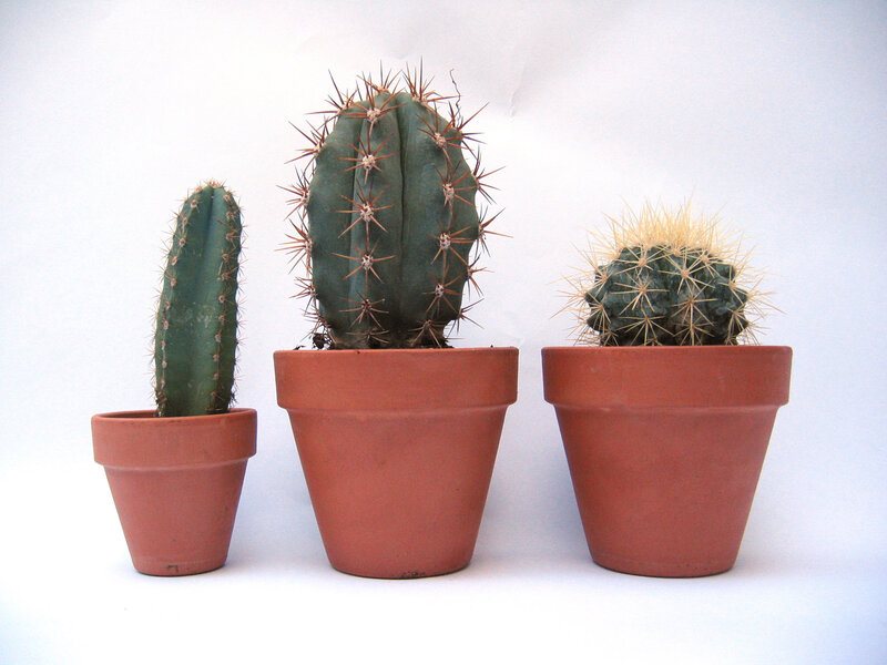Three potted cacti on white