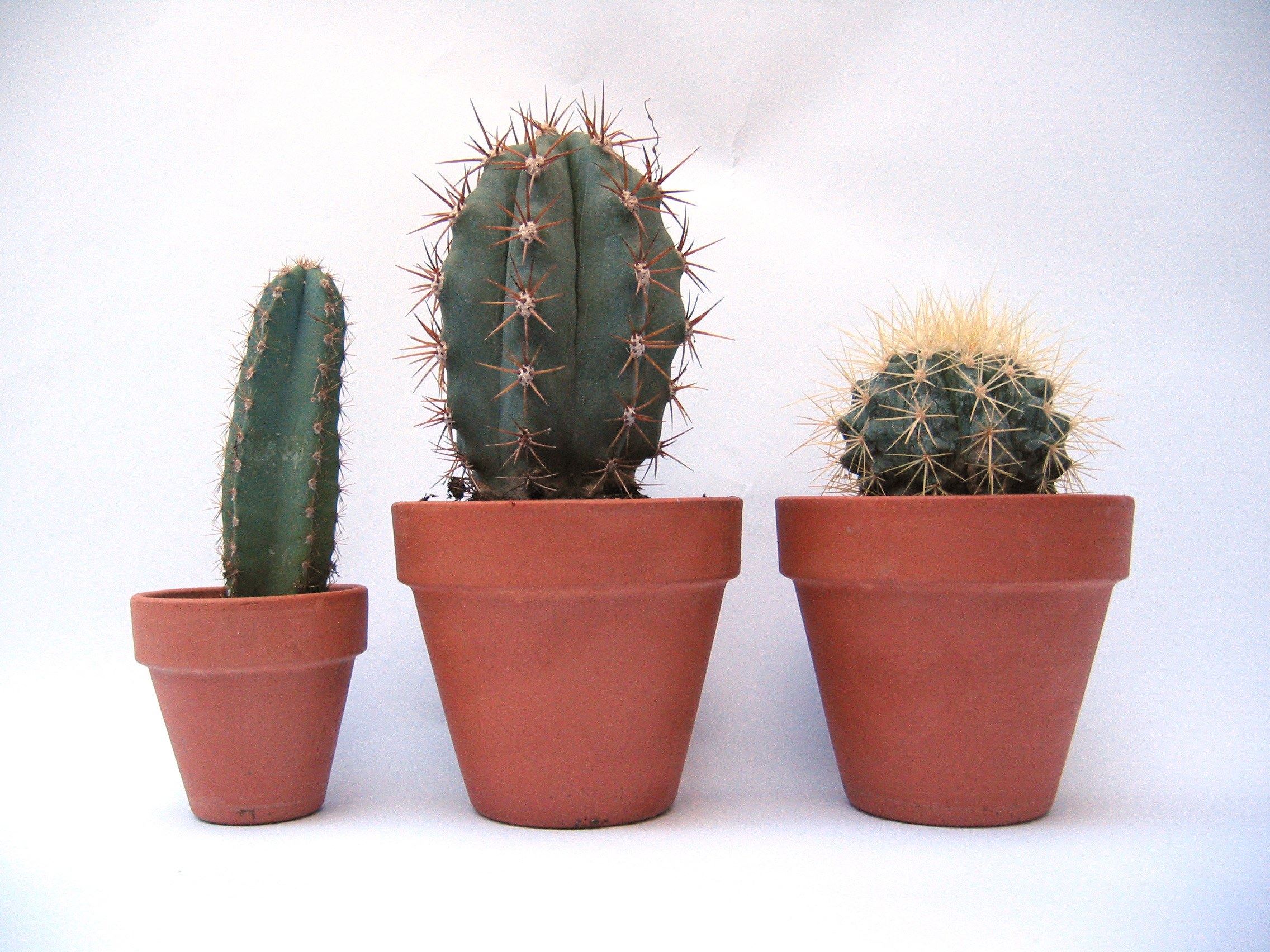 Three potted cacti on white