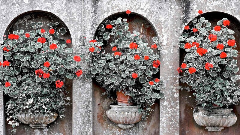 Three Potted Geraniums