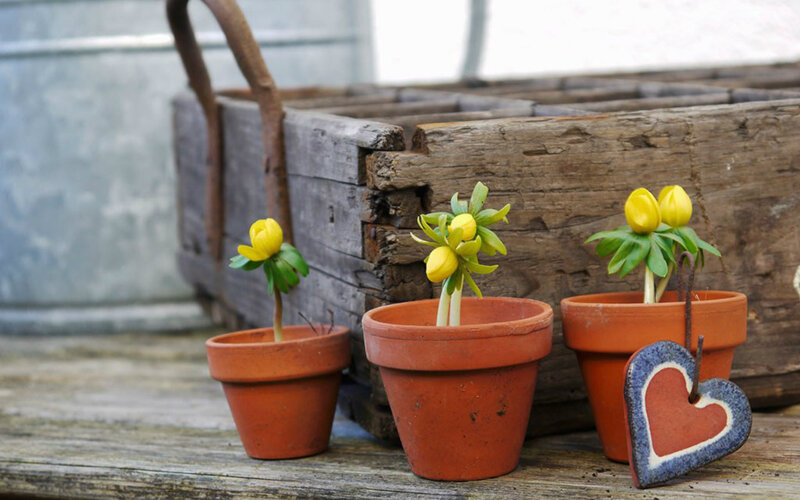 Three Potted Plants — Brown