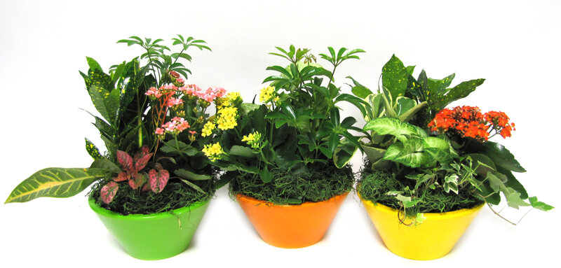 Three Potted Plants — Green