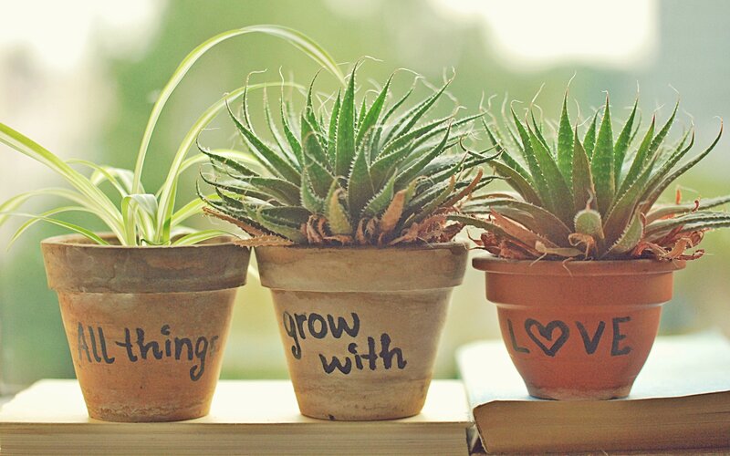Three Potted Succulents