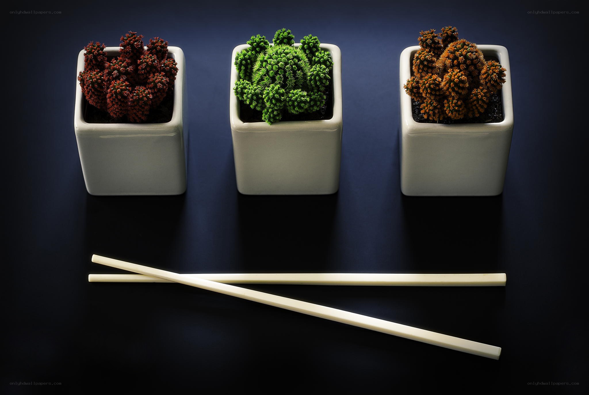 Three potted succulents with chopsticks
