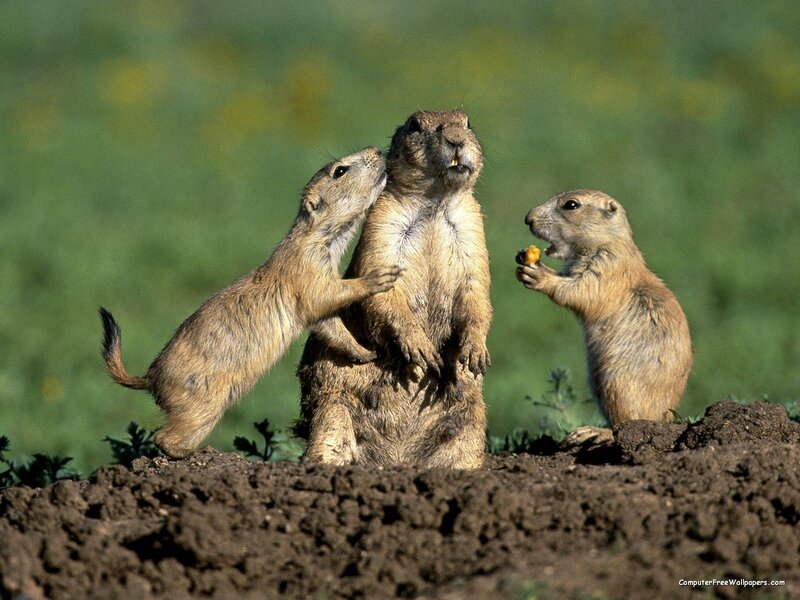 Three Prairie Dogs — Brown, Natural