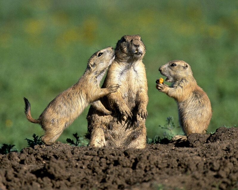 Three Prairie Dogs — Brown