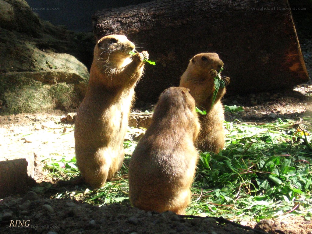 Three prairie dogs eating greens