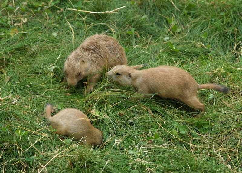 Three Prairie Dogs — Green, Calm