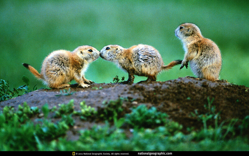 Three Prairie Dogs — Green