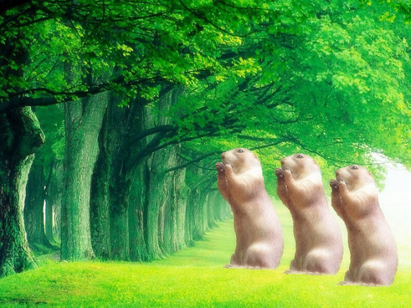 Three Prairie Dogs