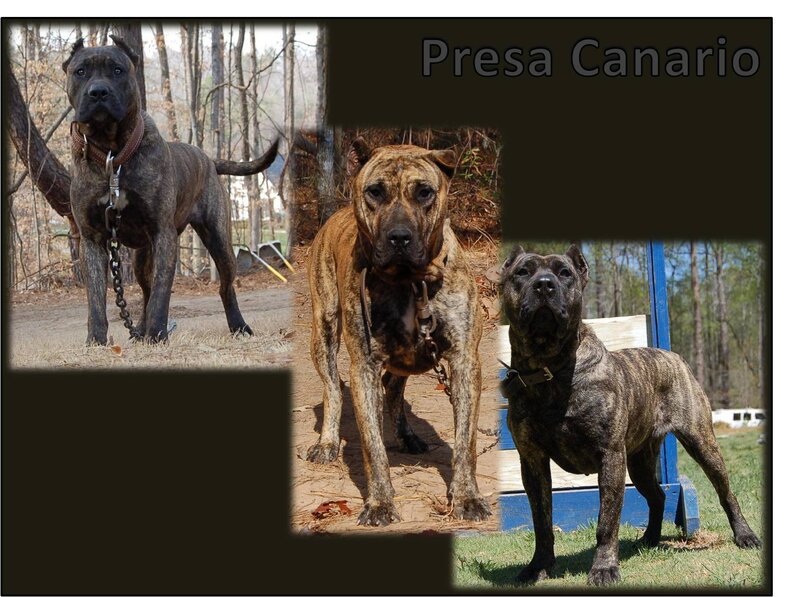 Three Presa Canario dogs