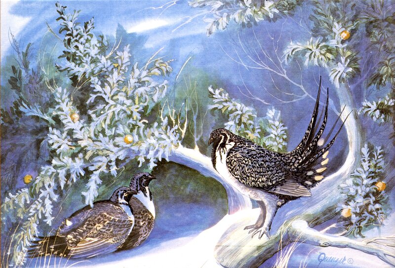 Three Ptarmigan Birds