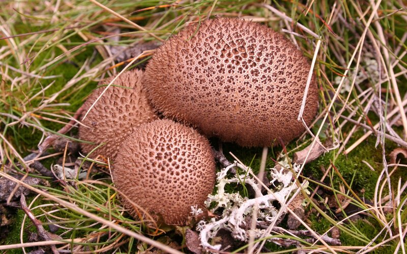 three puffball mushrooms in grass