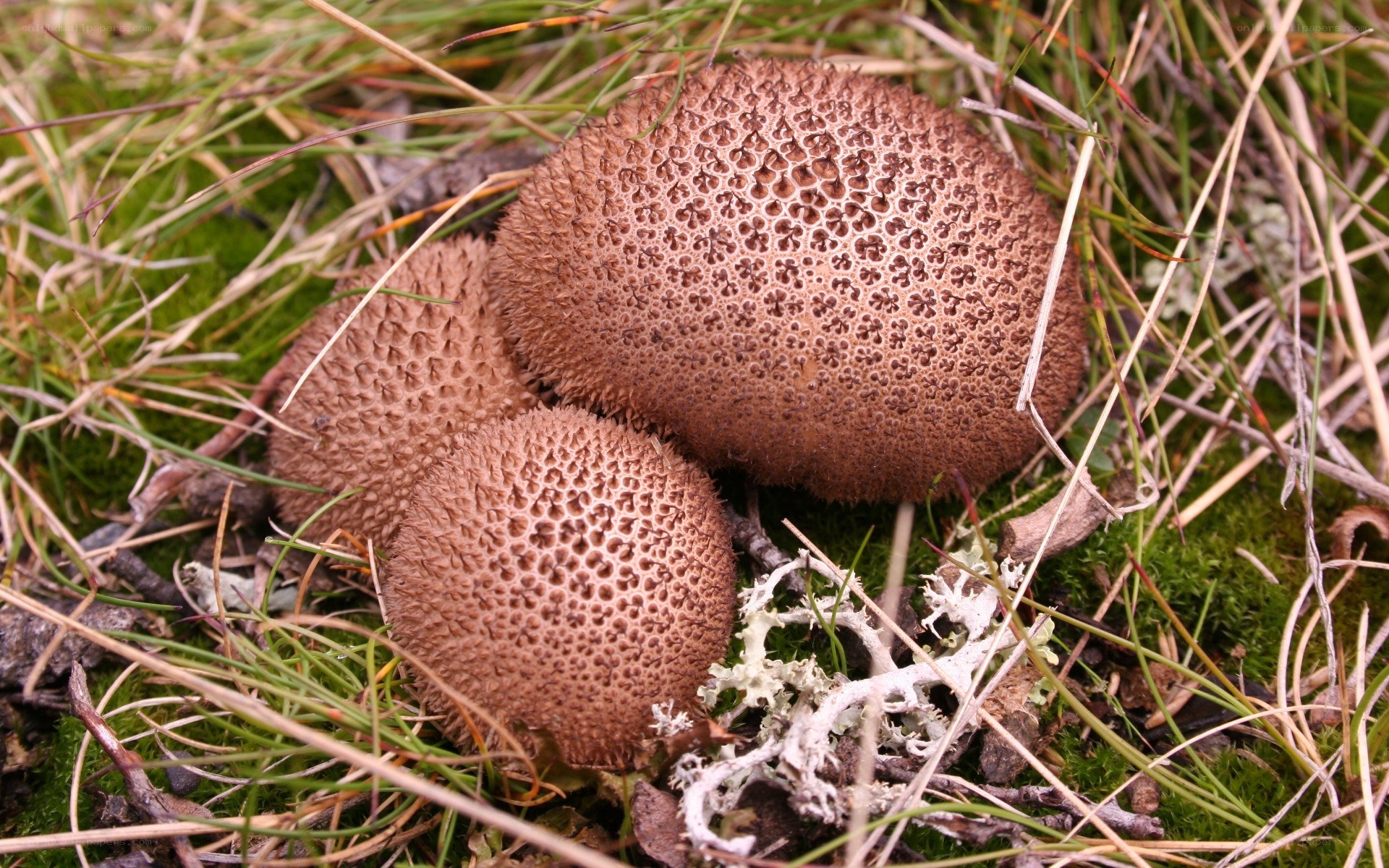 three puffball mushrooms in grass