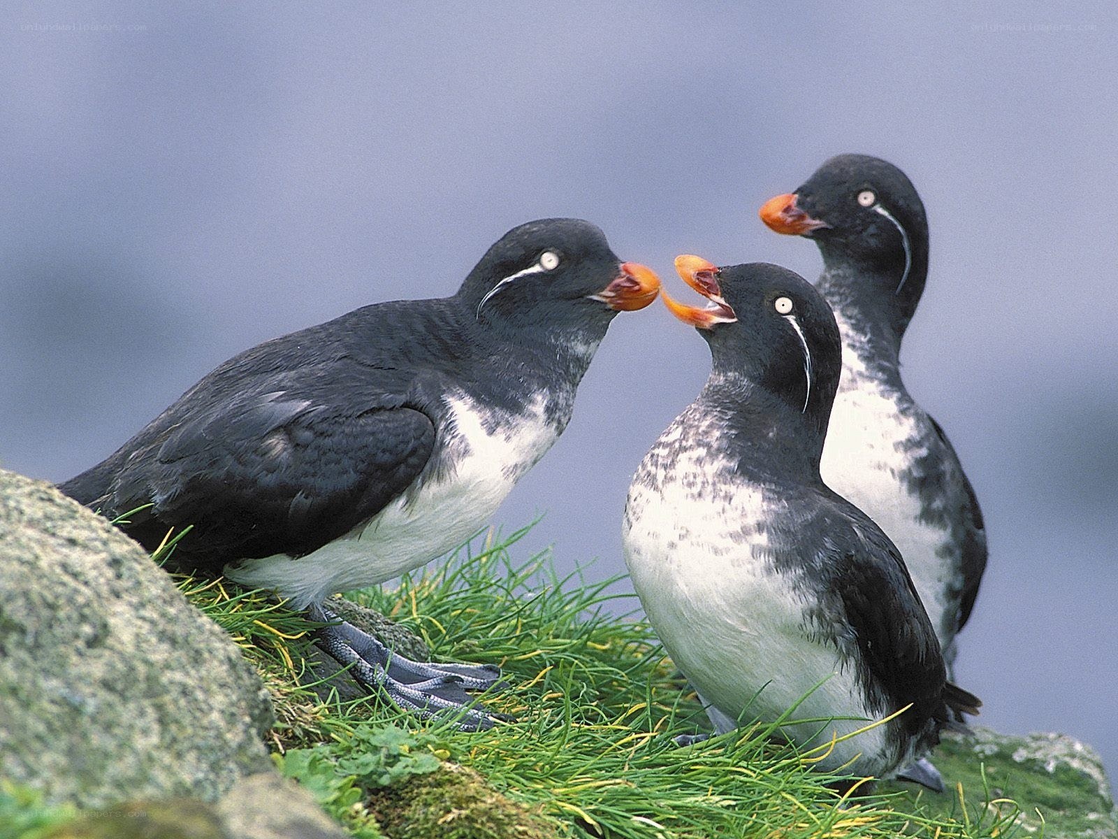 Three puffins on a grassy cliff