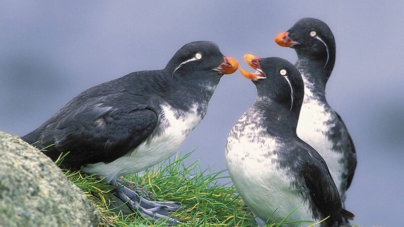 Three puffins on a grassy rock