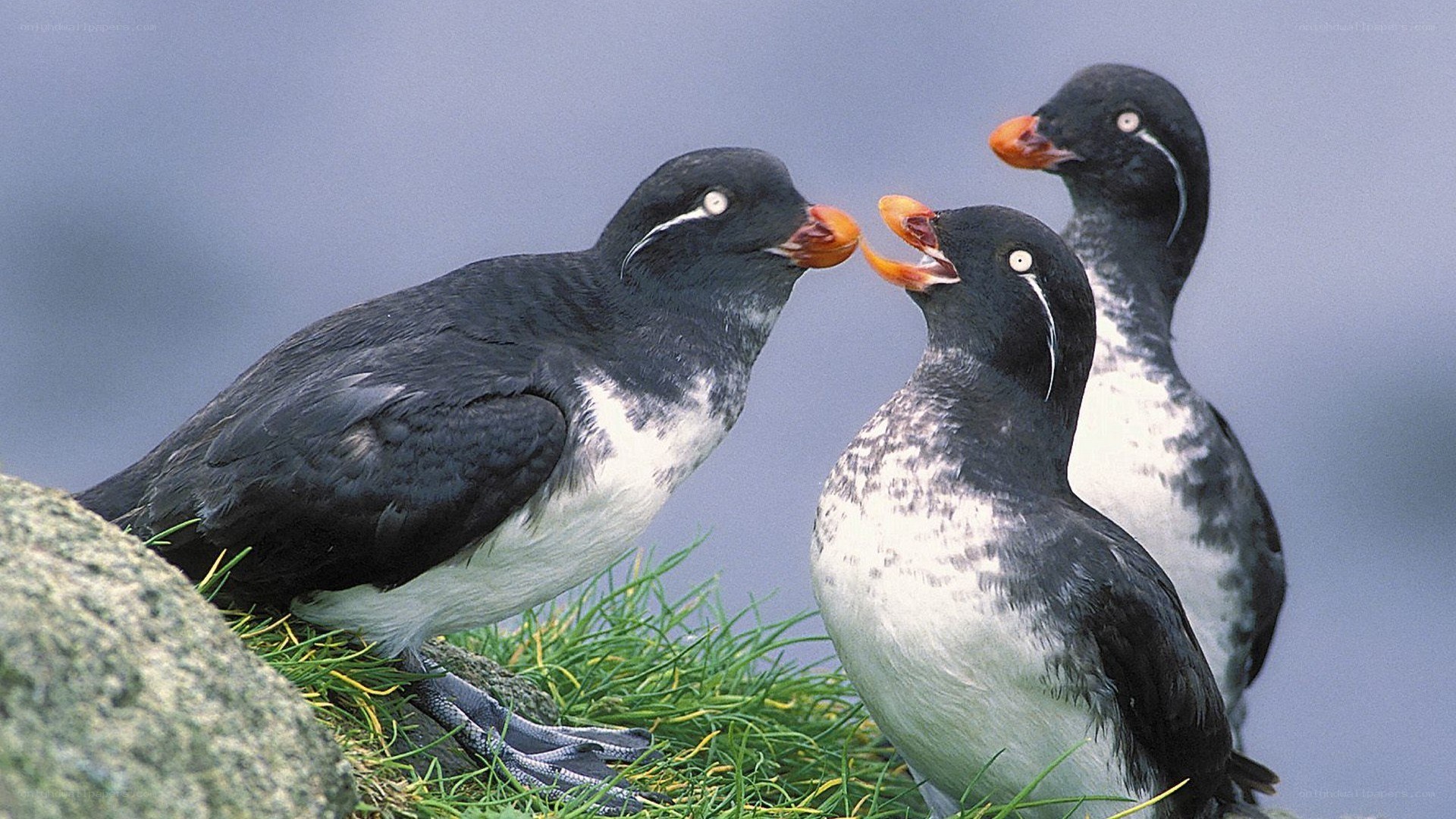 Three puffins on a grassy rock