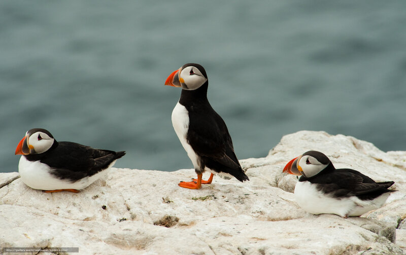 Three puffins on a rocky shore