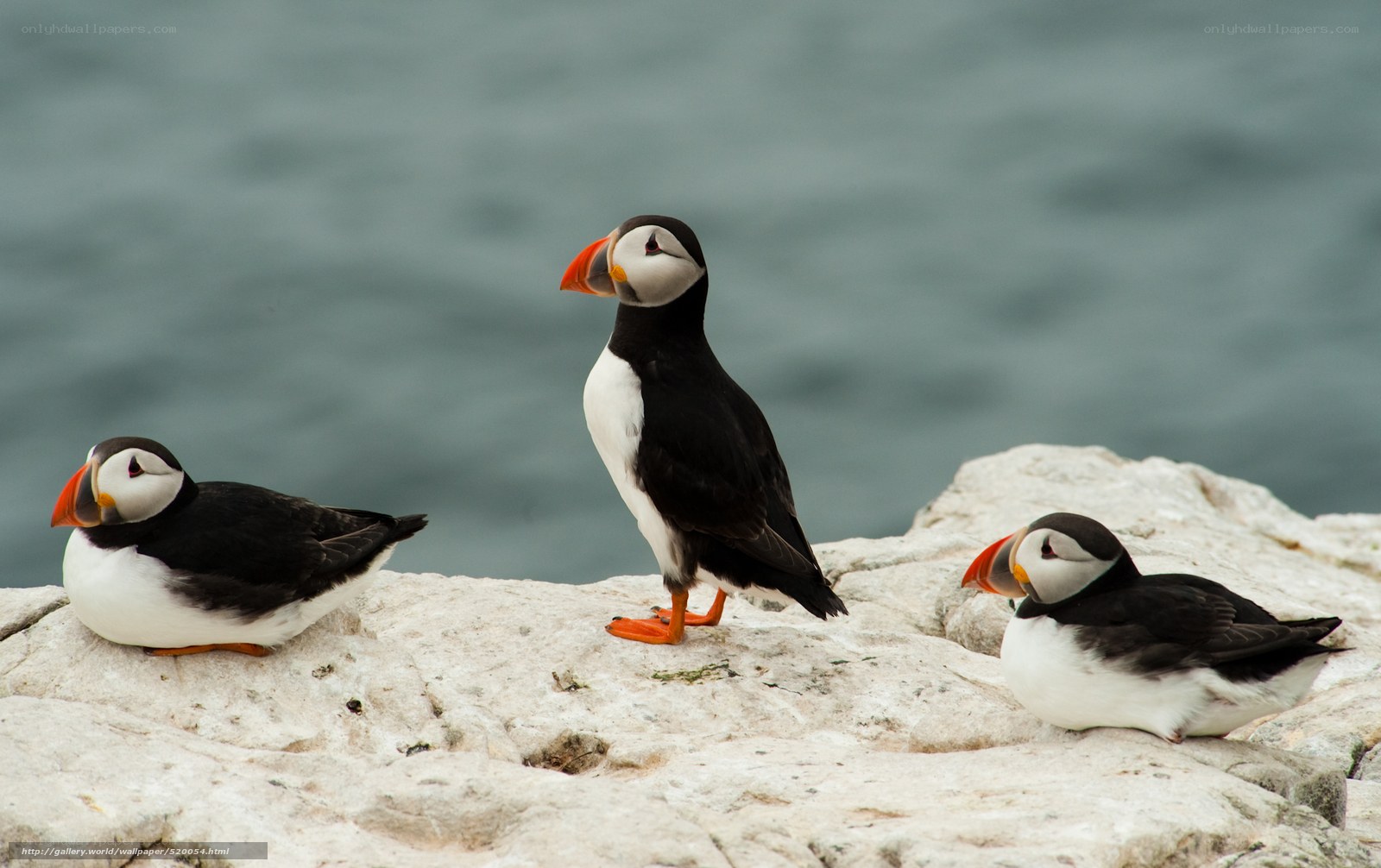 Three puffins on a rocky shore
