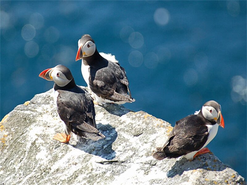 Three Puffins on Rock — Blue