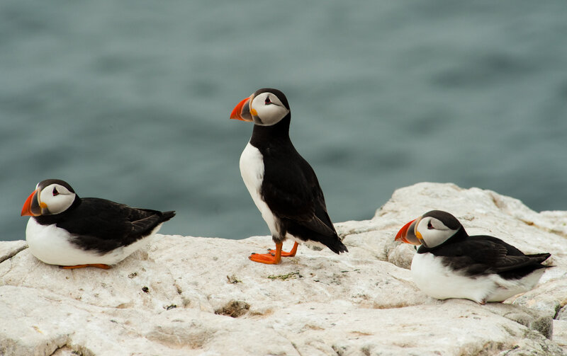Three Puffins on Rock