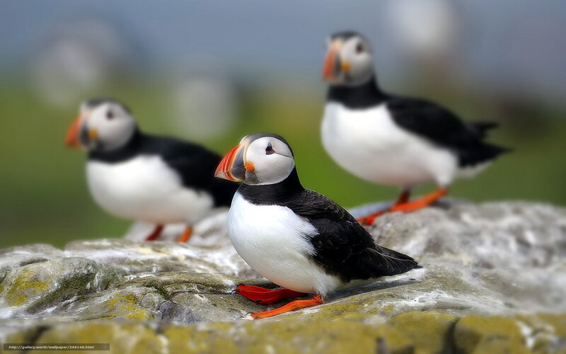 Three Puffins on Rocks